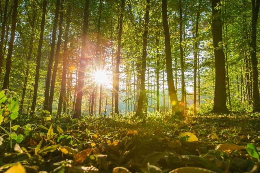 Skog om høsten